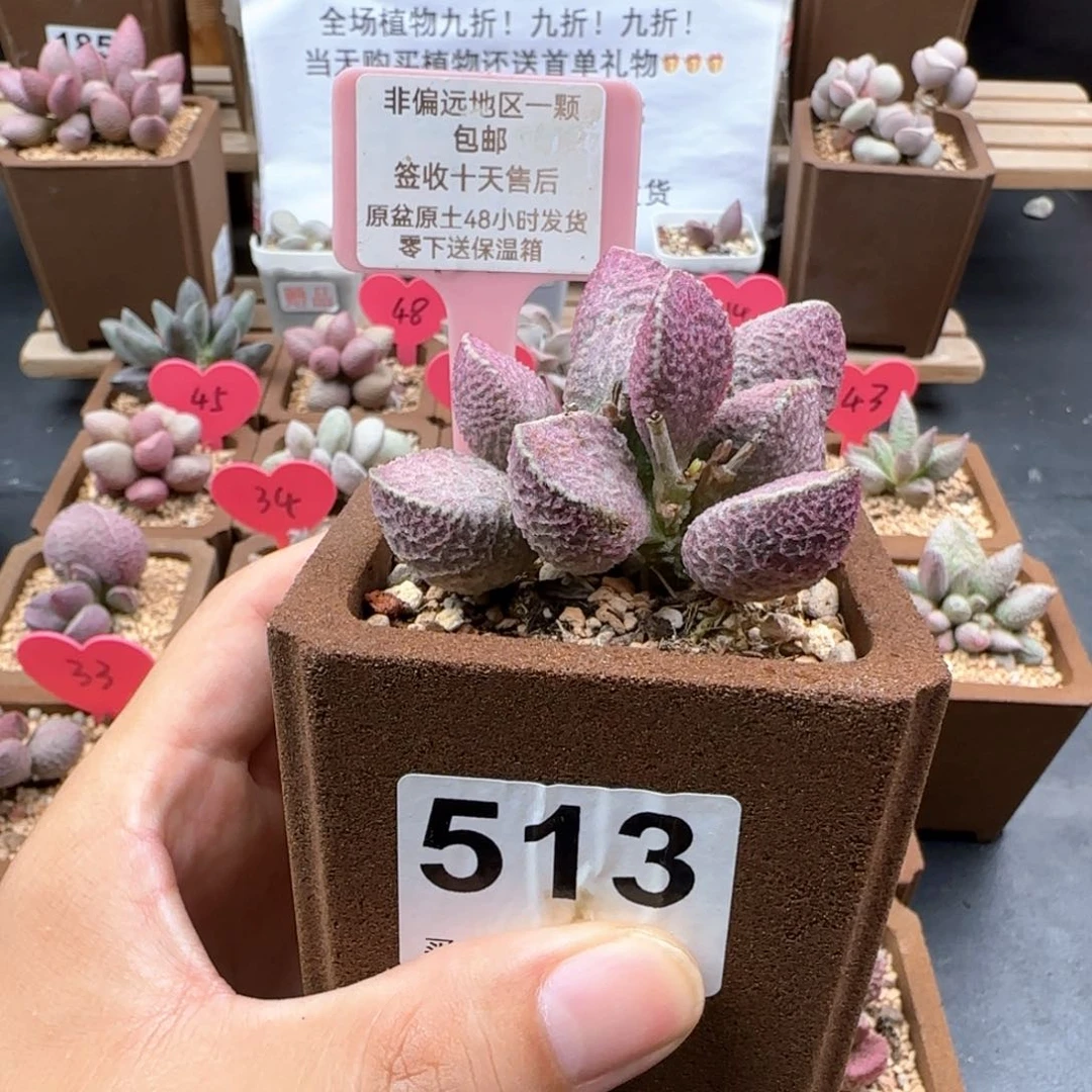 用****2513哈莫猪肝多肉植物