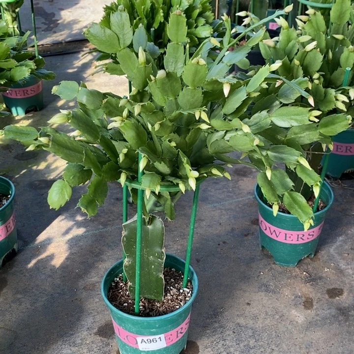 当前无花栽培后可以开花金**殿961嫁接057