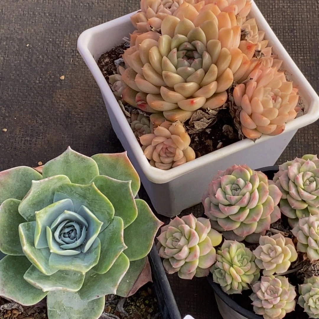 068多肉植物保护研究所所长助理