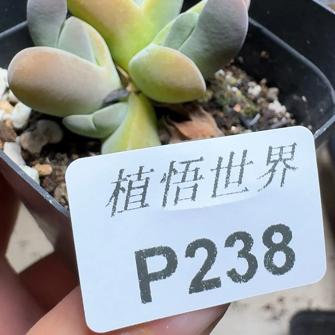 238号多肉植物提取f g