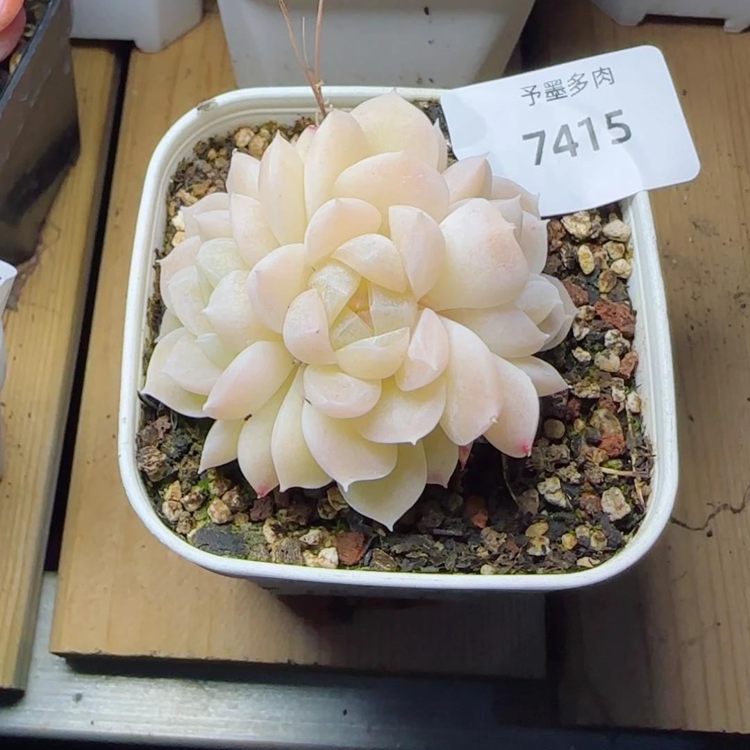 孤月珍妮群，7415多肉植物