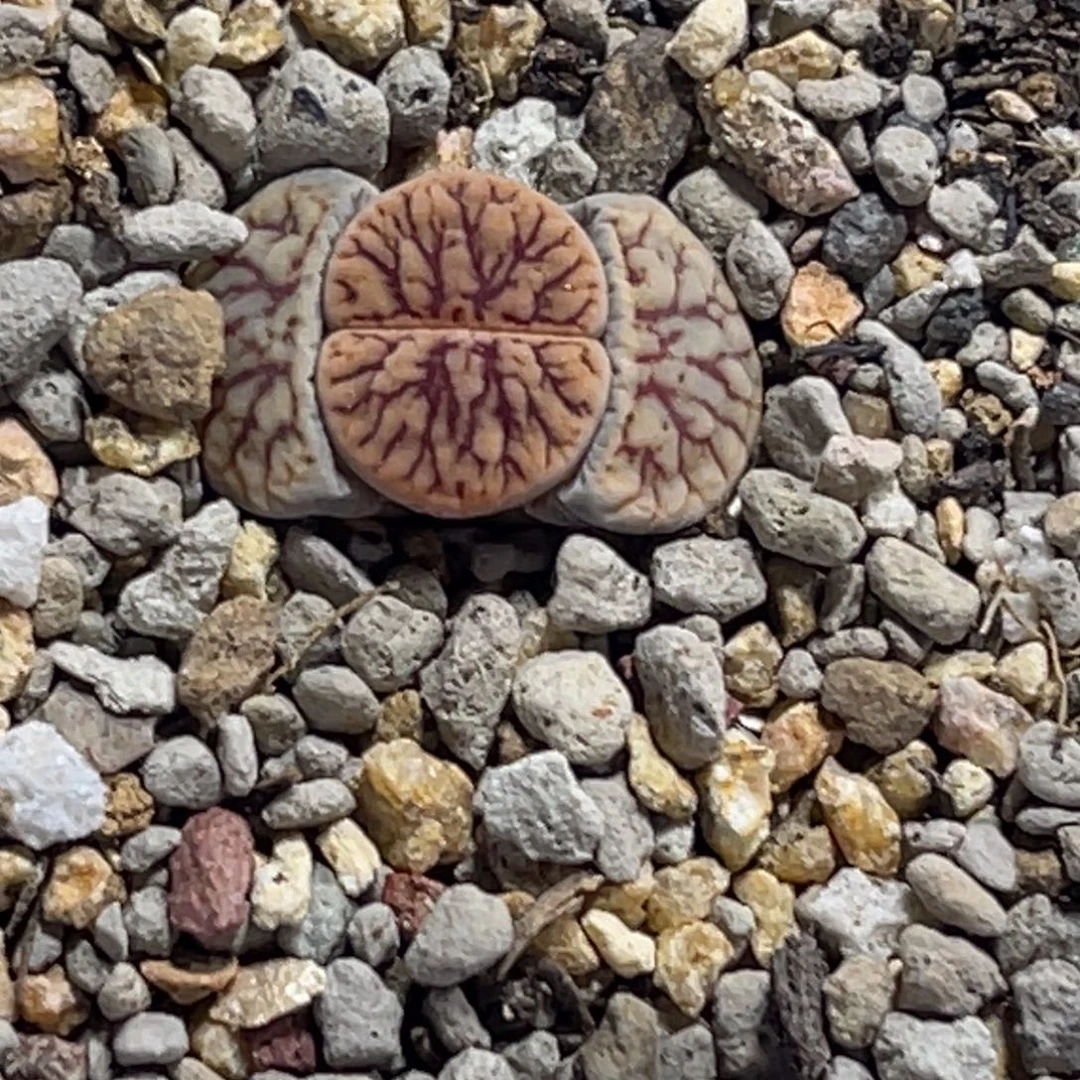 7755线招福1粗我脑纹