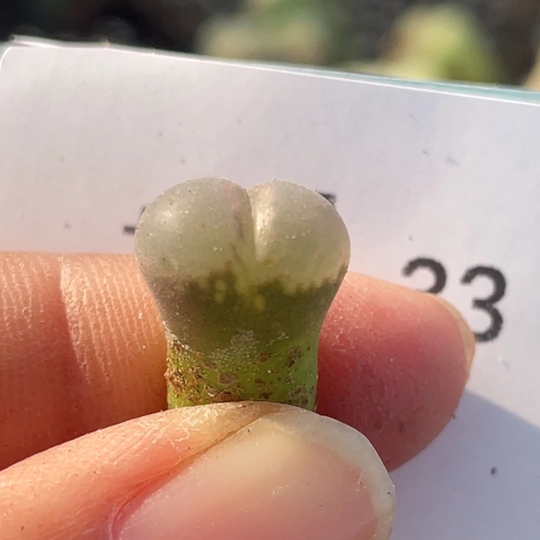 13-33风铃多肉植物