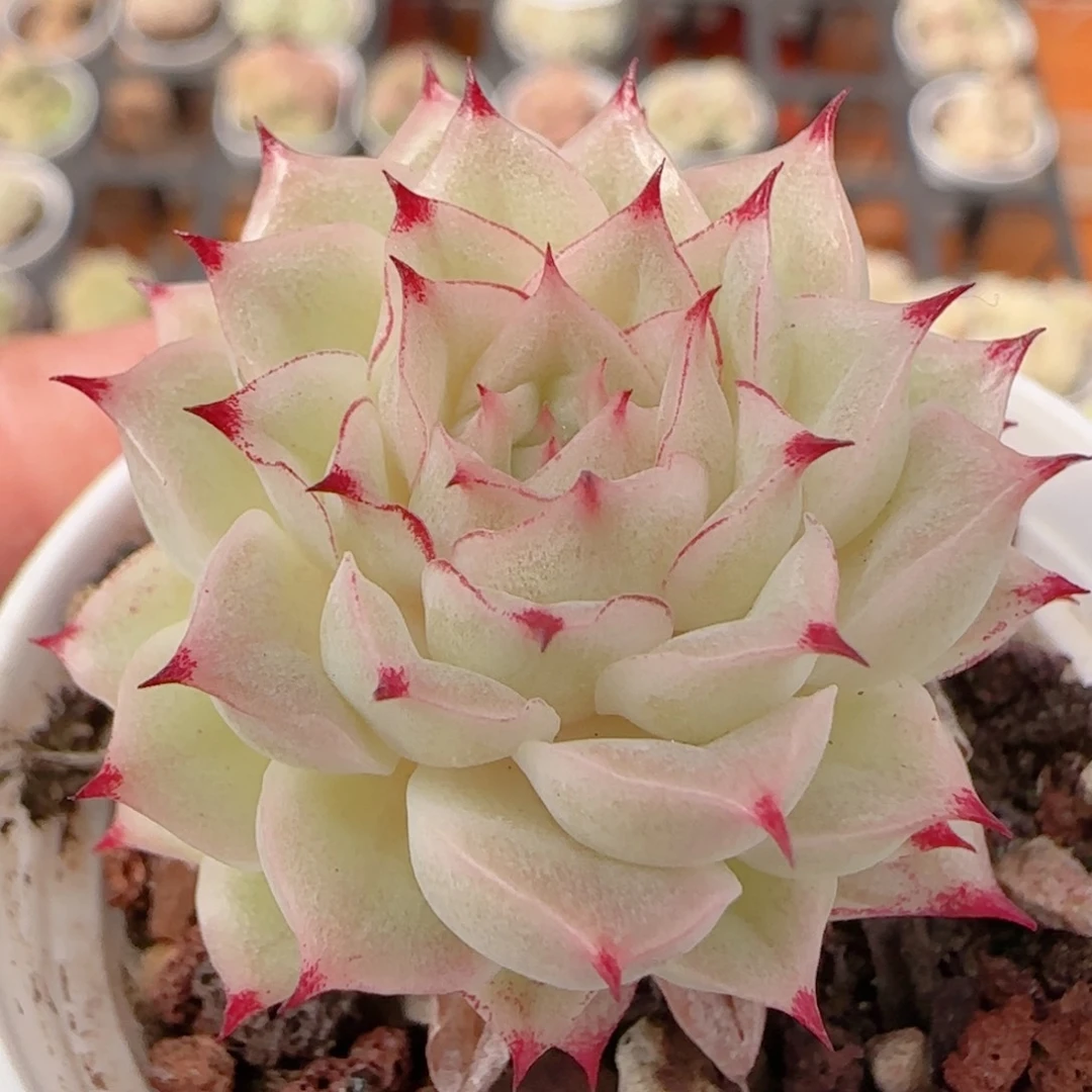 花语多肉1222-335魔仙