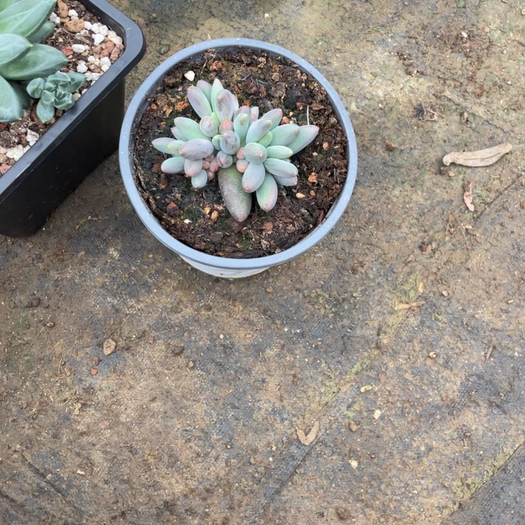 多肉植物和植物等植物为