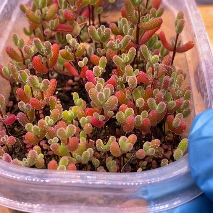 阿***k无花朵3混合切糕。