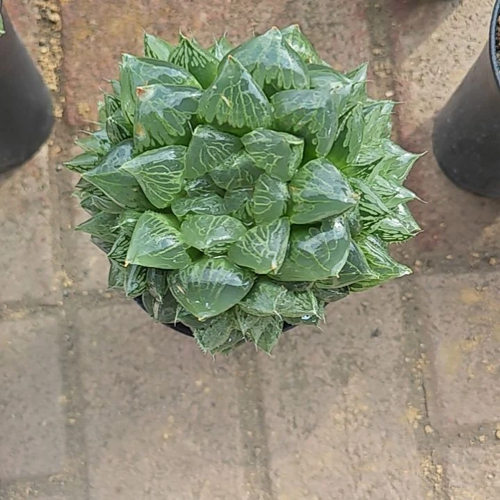 镜寿一颗多肉植物原盆土