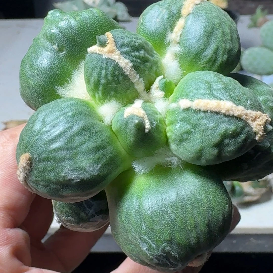 【闪购商品】无花朵L****e乒乓球舒适怒747