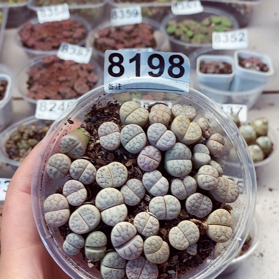 8198荒混快快乐乐