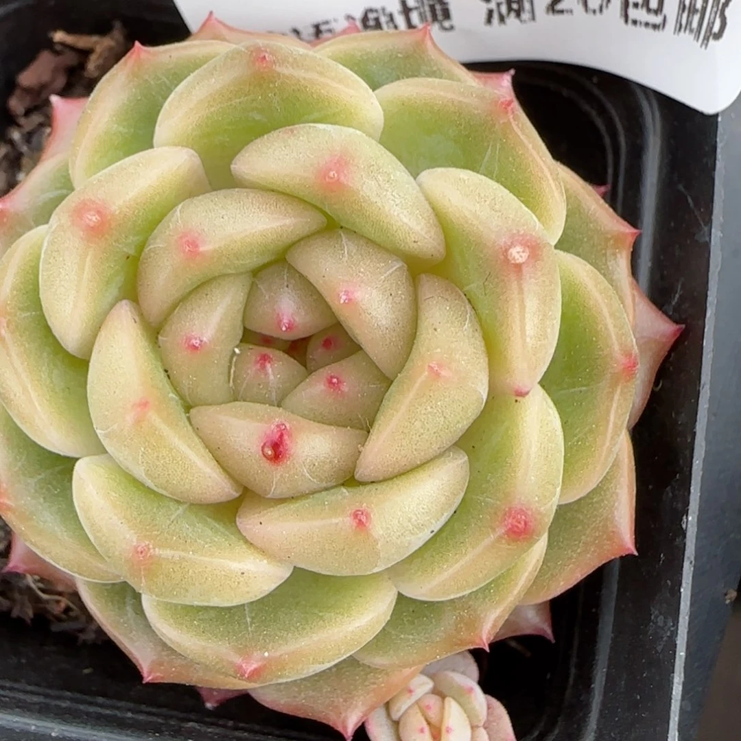 花语逸境0210-27