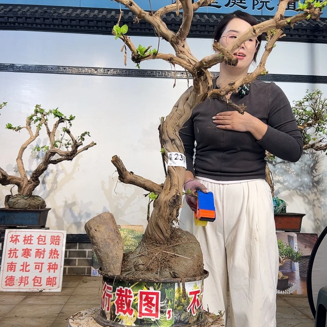 完全开放金银花8888