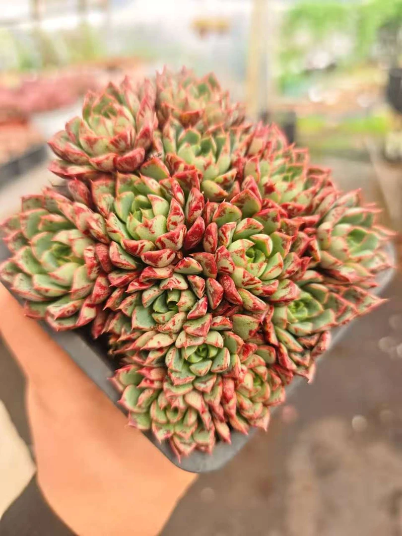 精控血燕    11多肉