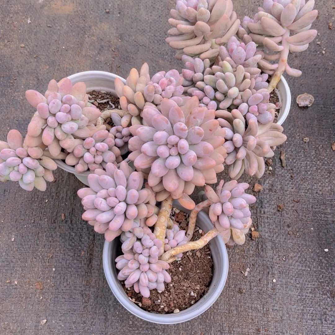 群生粉色恋人一颗。