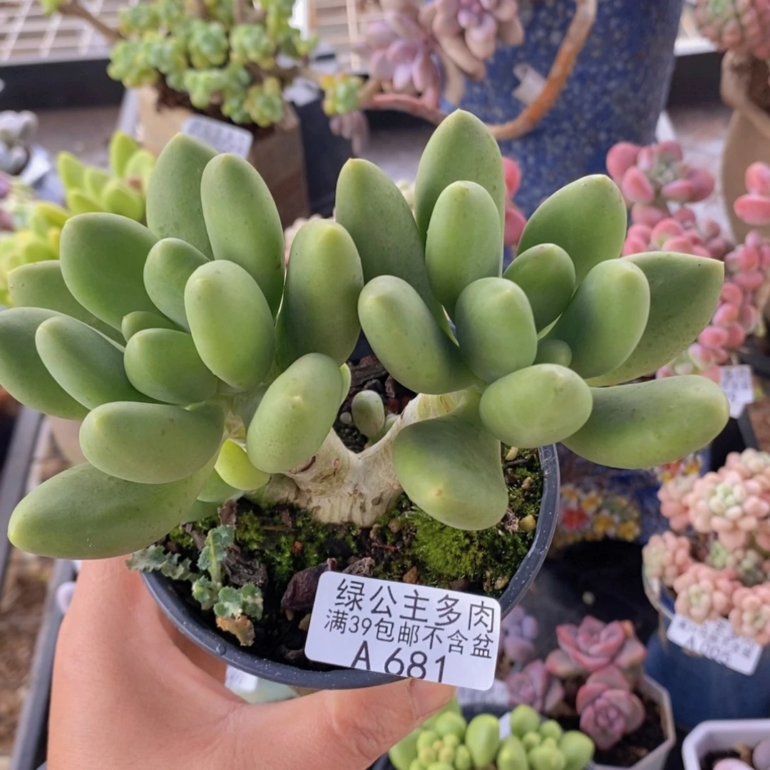 芒果奶12cm681多肉植物