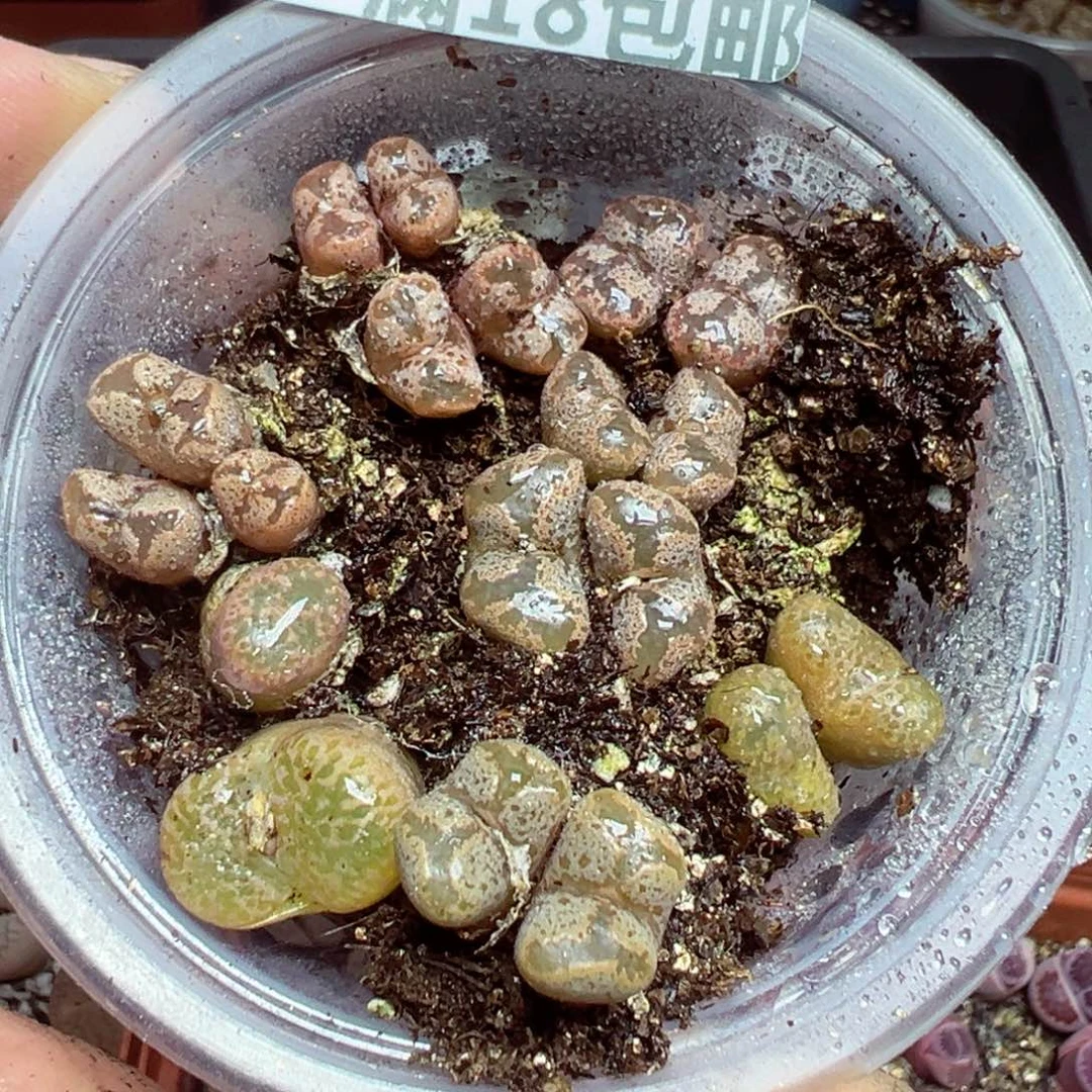 【闪购商品】 589。