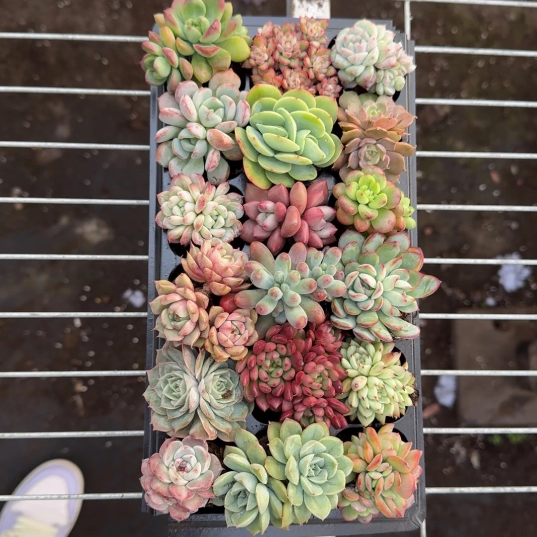 18颗多头不重复（有枯叶）