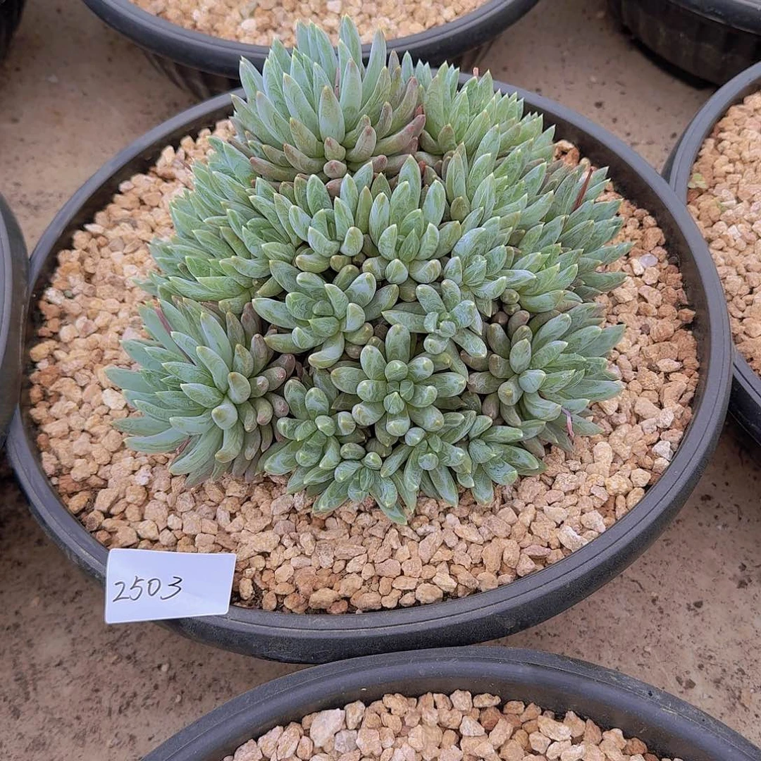 包**12503炫彩星多肉植物