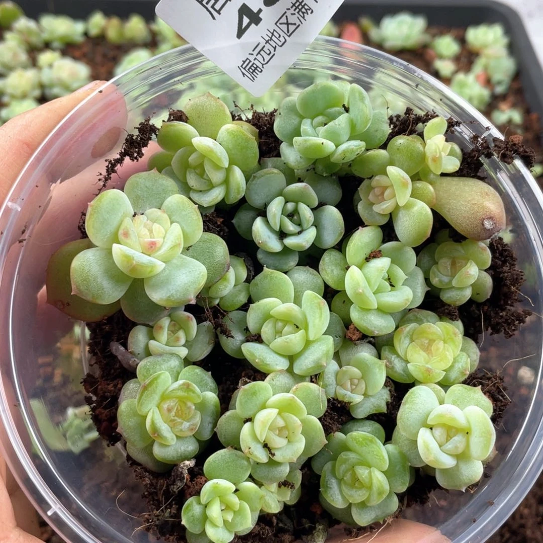 圆叶彩糖混一物一拍487