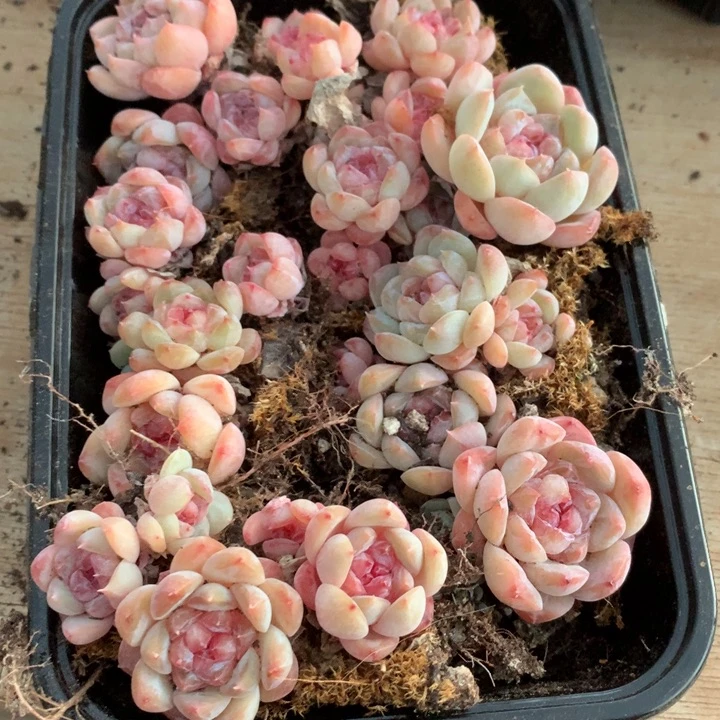 切糕一盒一物一拍