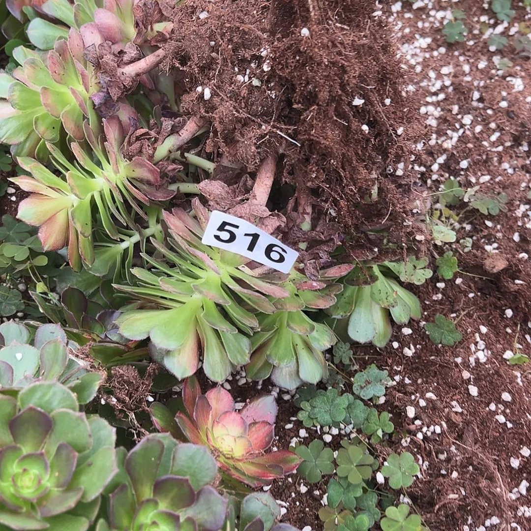 四***景精品多肉植物516七彩