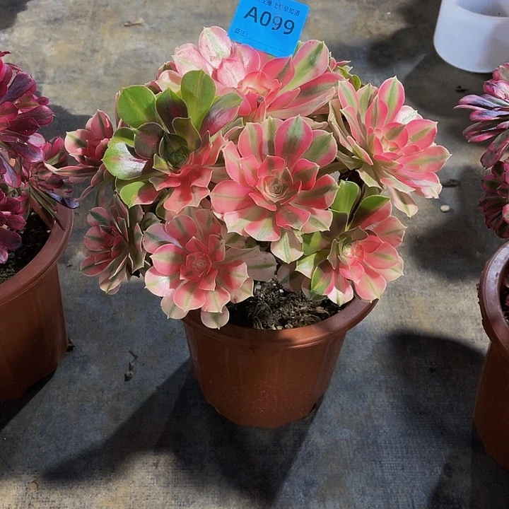 女巫099拖土发货
