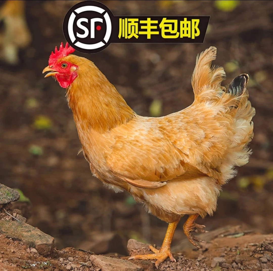 正宗山林散养土鸡母鸡一只去毛去内脏杀后净重2.1-2.7斤冷链运输