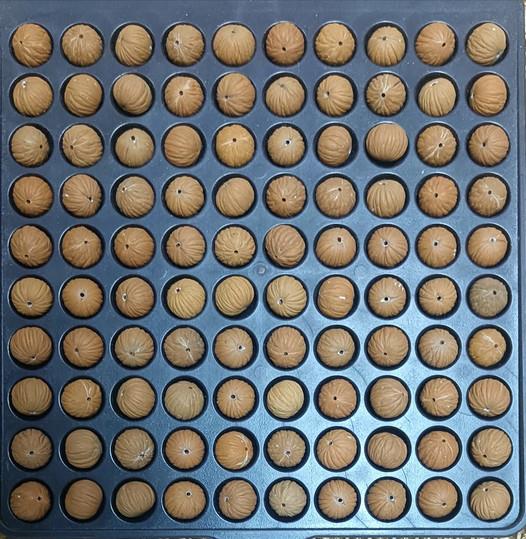 猴头散籽 手串 手持