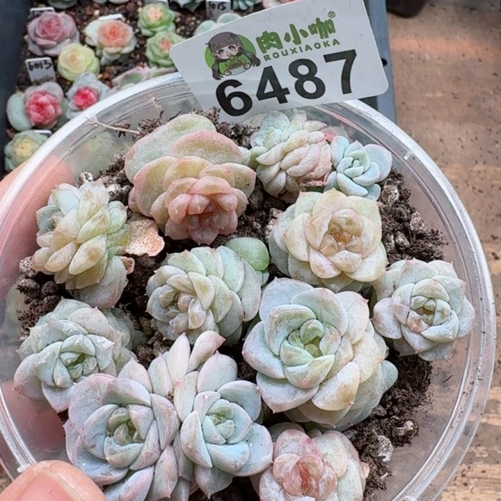 多肉植物多肉植物