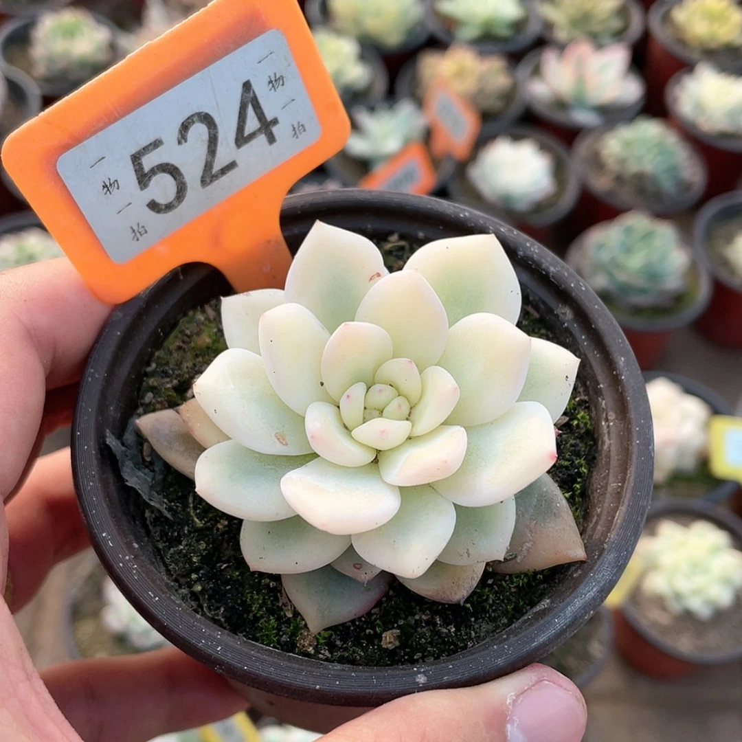 【闪购商品】兜****）524号