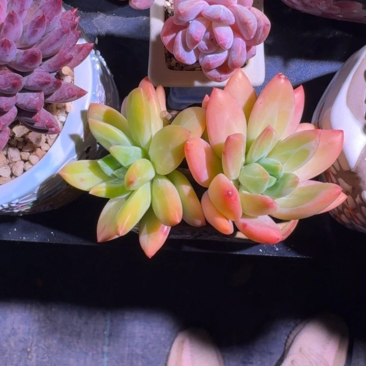 海洋之歌 双头 一物一拍