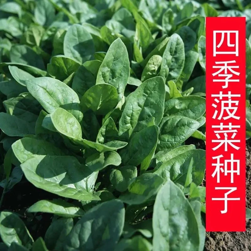 大叶菠菜种子抗病耐热红根菠菜种籽四季农家菜园阳台盆栽菠菜种子