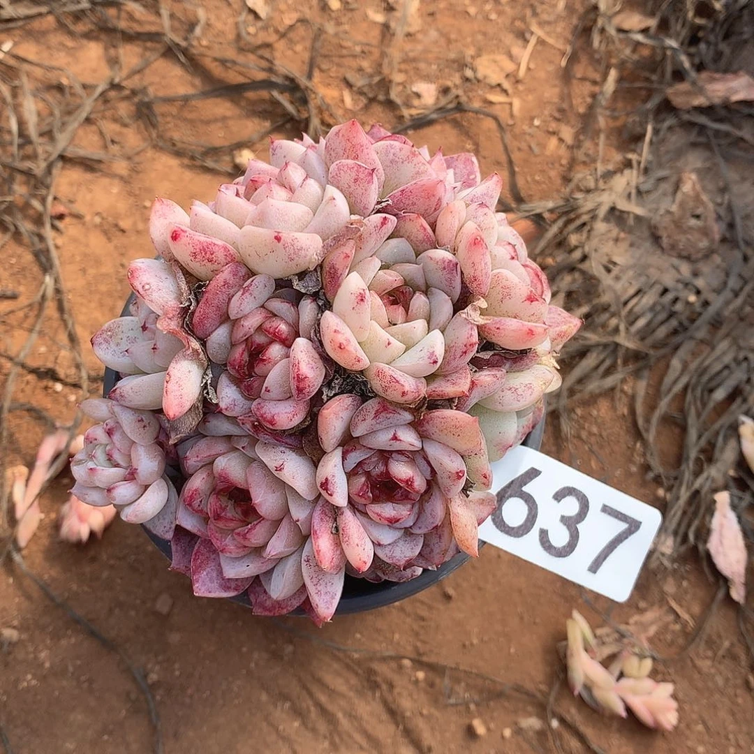 637天鹅绒一物一拍多肉