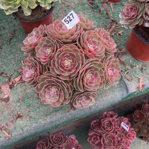 先***甜527粉花妖朵朵多肉，