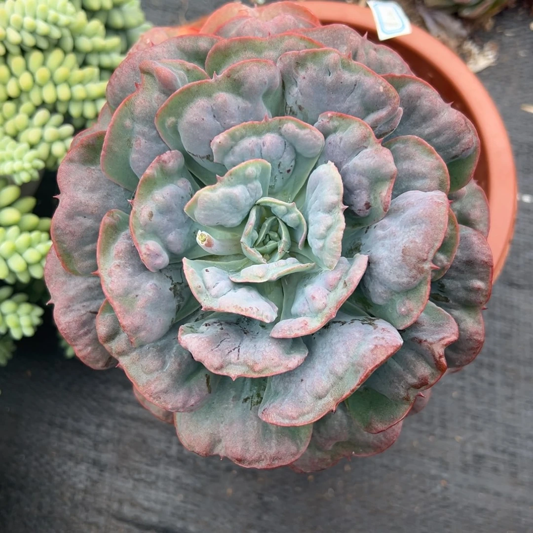 多肉植物单头星之夜
