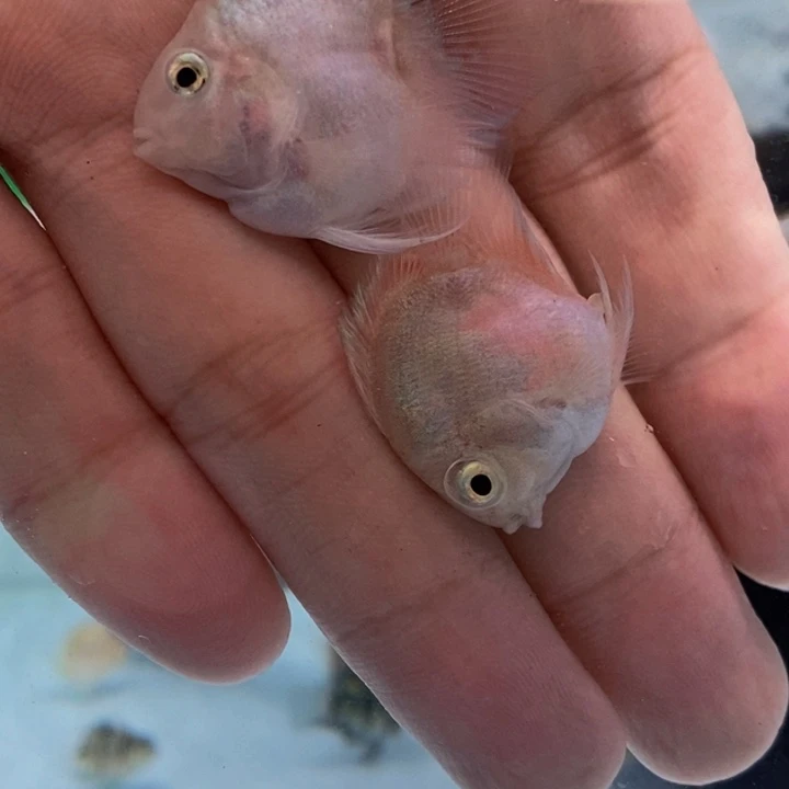 鹦鹉鱼极品超缩尾白金一对