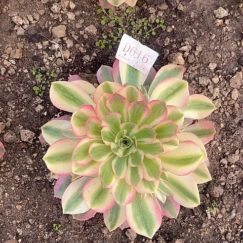 616女巫多肉法师锦