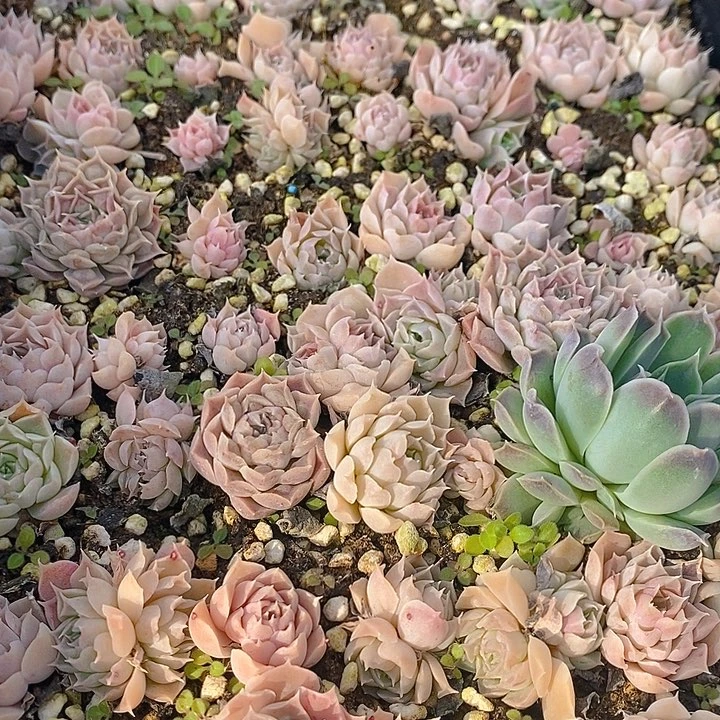 197 多肉植物盆栽花卉植物