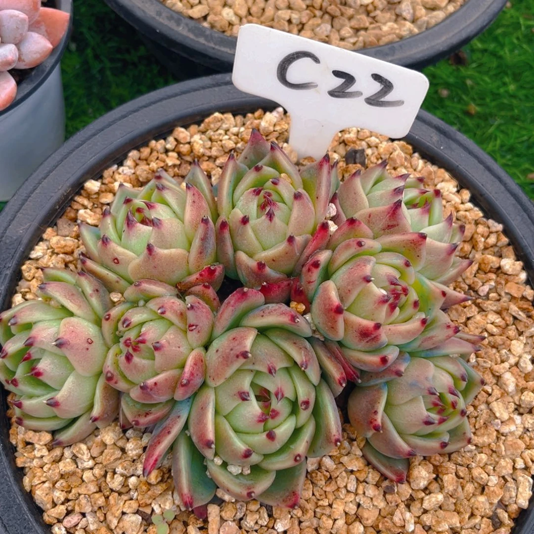 蓝龙8888888888多肉