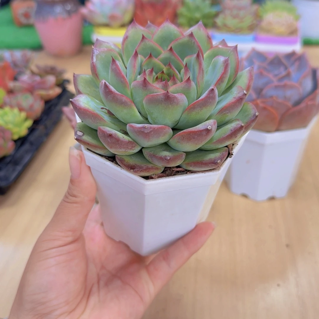 多肉植物 篝火120