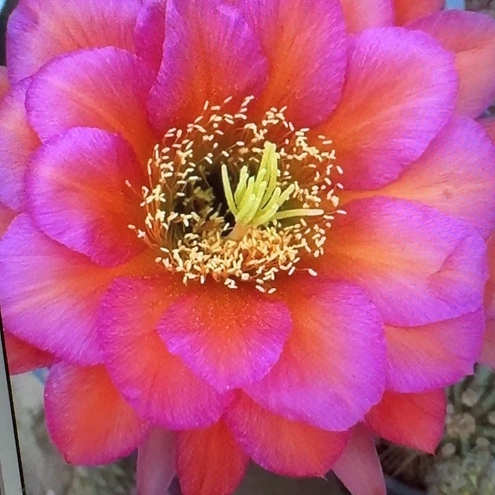 阿布里侧芽5公分毛花柱