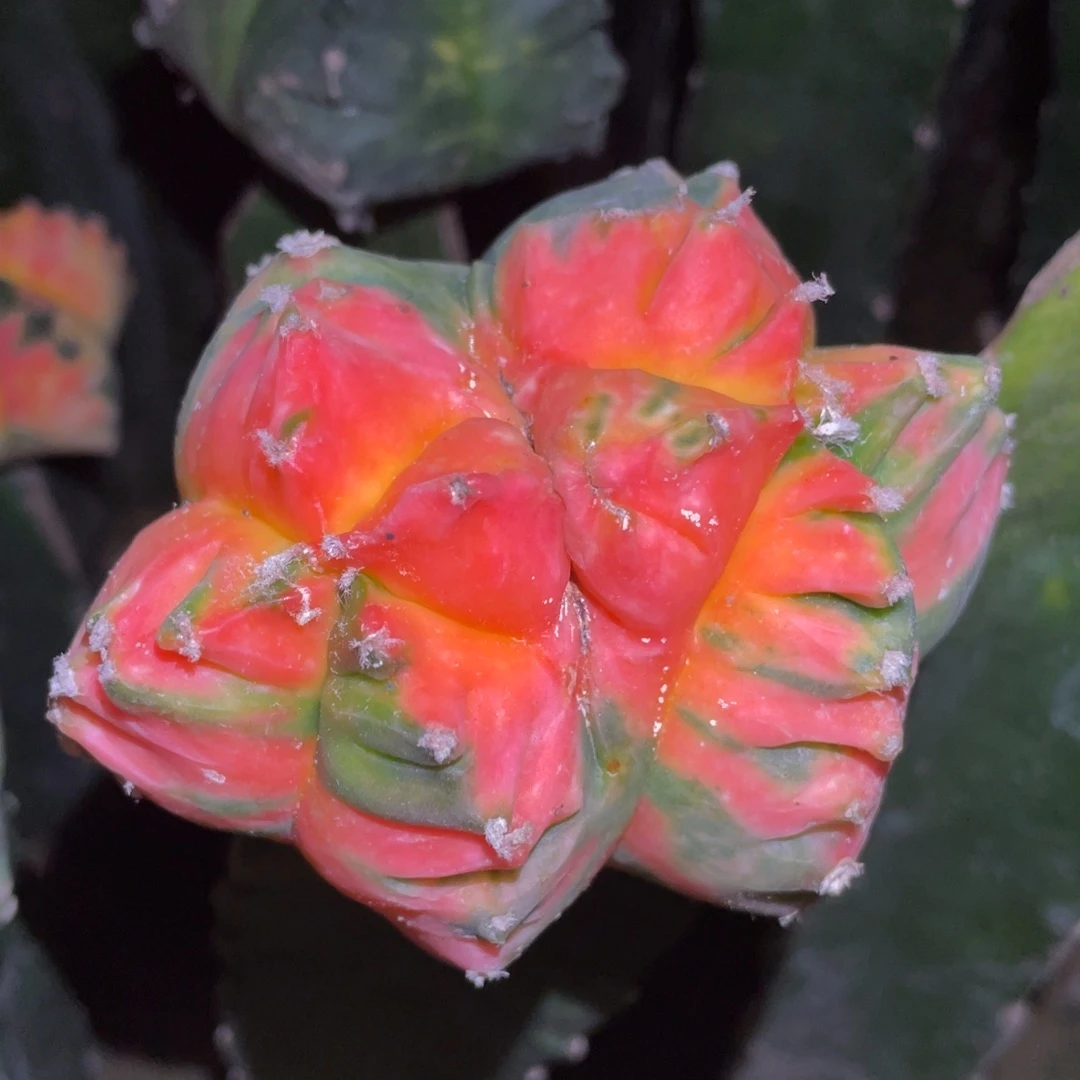 怪胎 双头连体 龟甲鸾凤玉锦