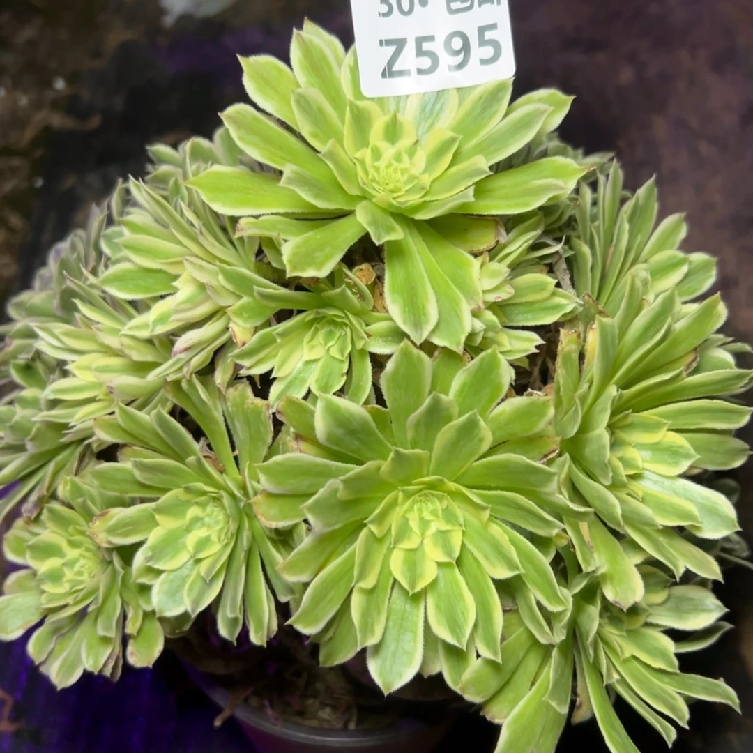 595碧浪，多肉法师