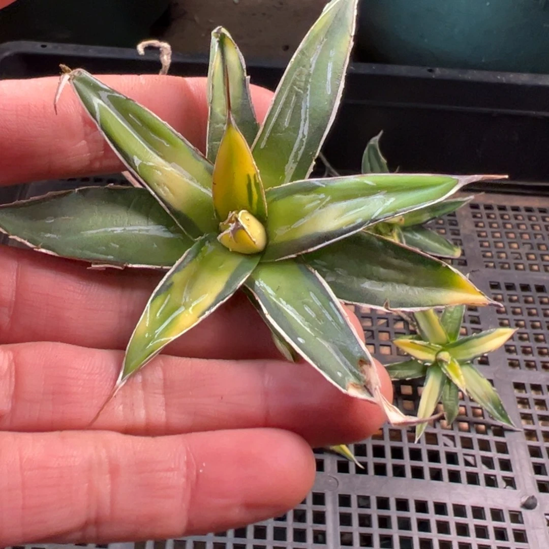 无花朵多肉植物龙舌兰道