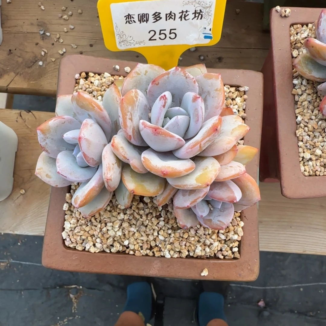 255奶茶老桩无砍3 头