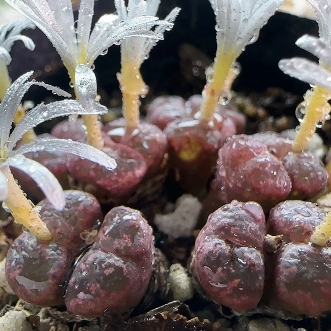 【闪购商品】17130纽扣勋章