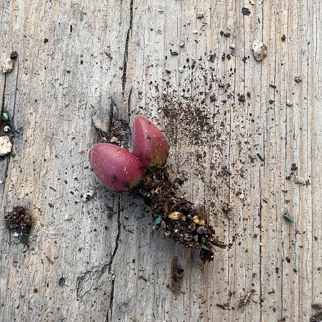 游***鱼T红红毛翠盆口2cm