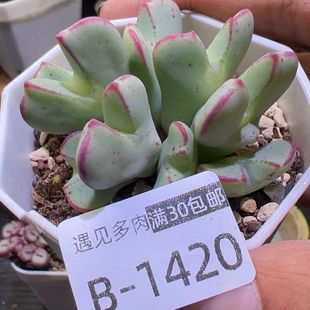 多肉植物111111111111