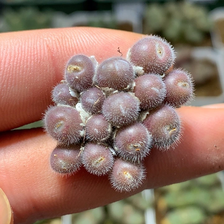 精品多肉植物紫毛球