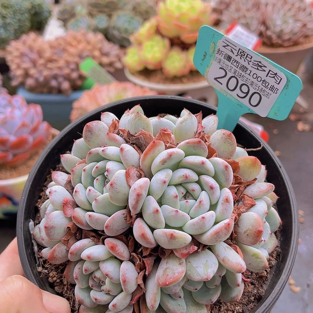 2090雪爪。