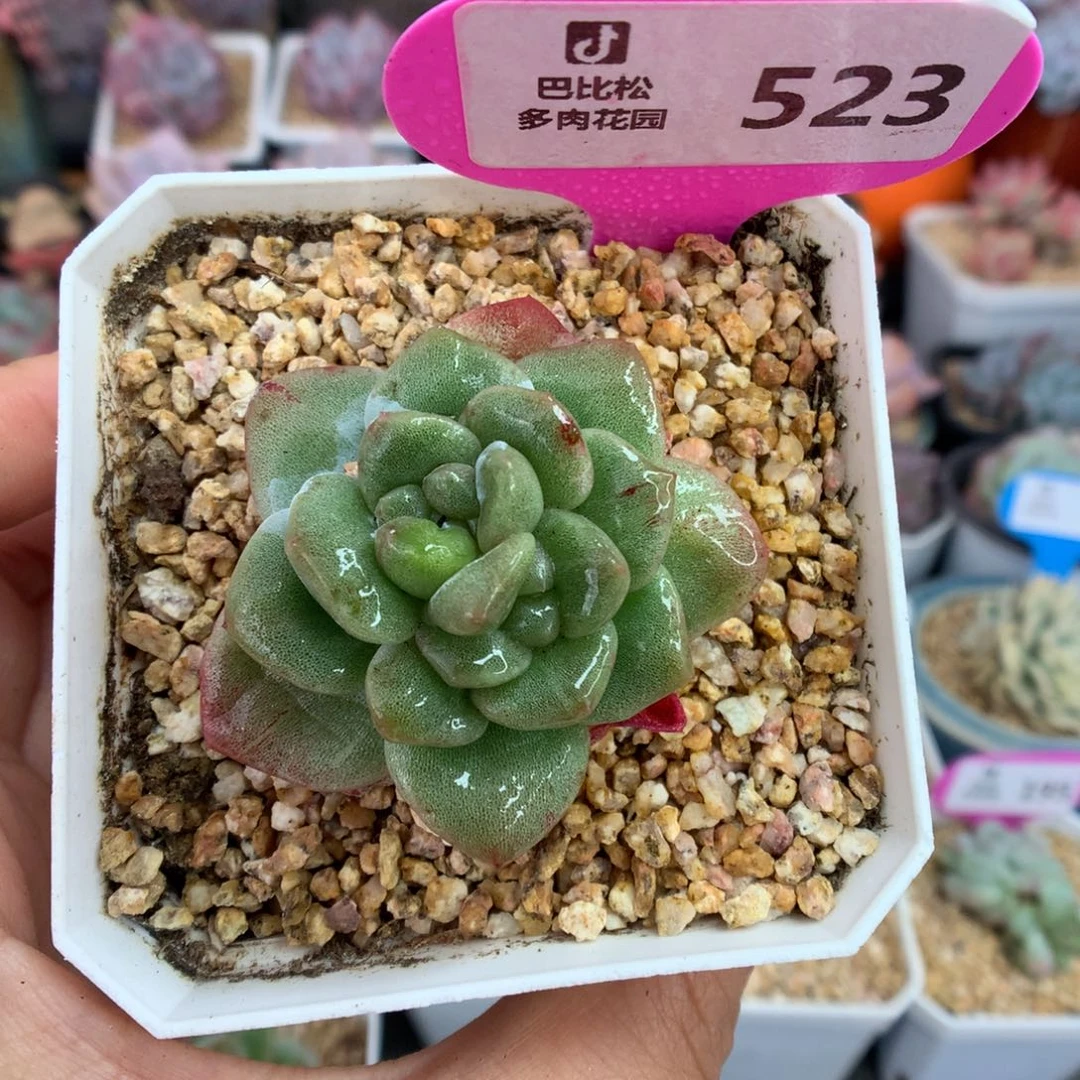 523双心冰玉石化多肉植物